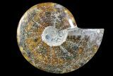 Polished Ammonite Fossil - Madagascar #173162-1